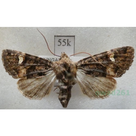 Rileyiana fovea (Treitschke, 1825) Hungaria55k